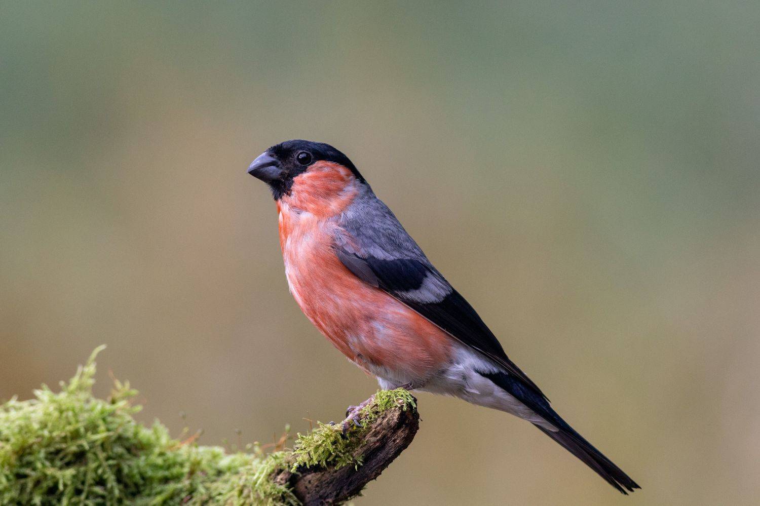 Снегирь в августе. Автор: Павел Краснослободцев фотоохота, снегирь, птица, московскаяобласть, лето, birds, wildlife, Павел Краснослободцев