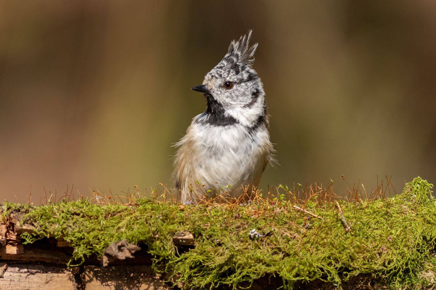 фотоохота, гренадёрка, синица, московская область, wildlife, nature, хохлатая синица, птицы, Павел Краснослободцев