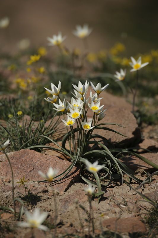 Шафран Алатаускийphoto preview