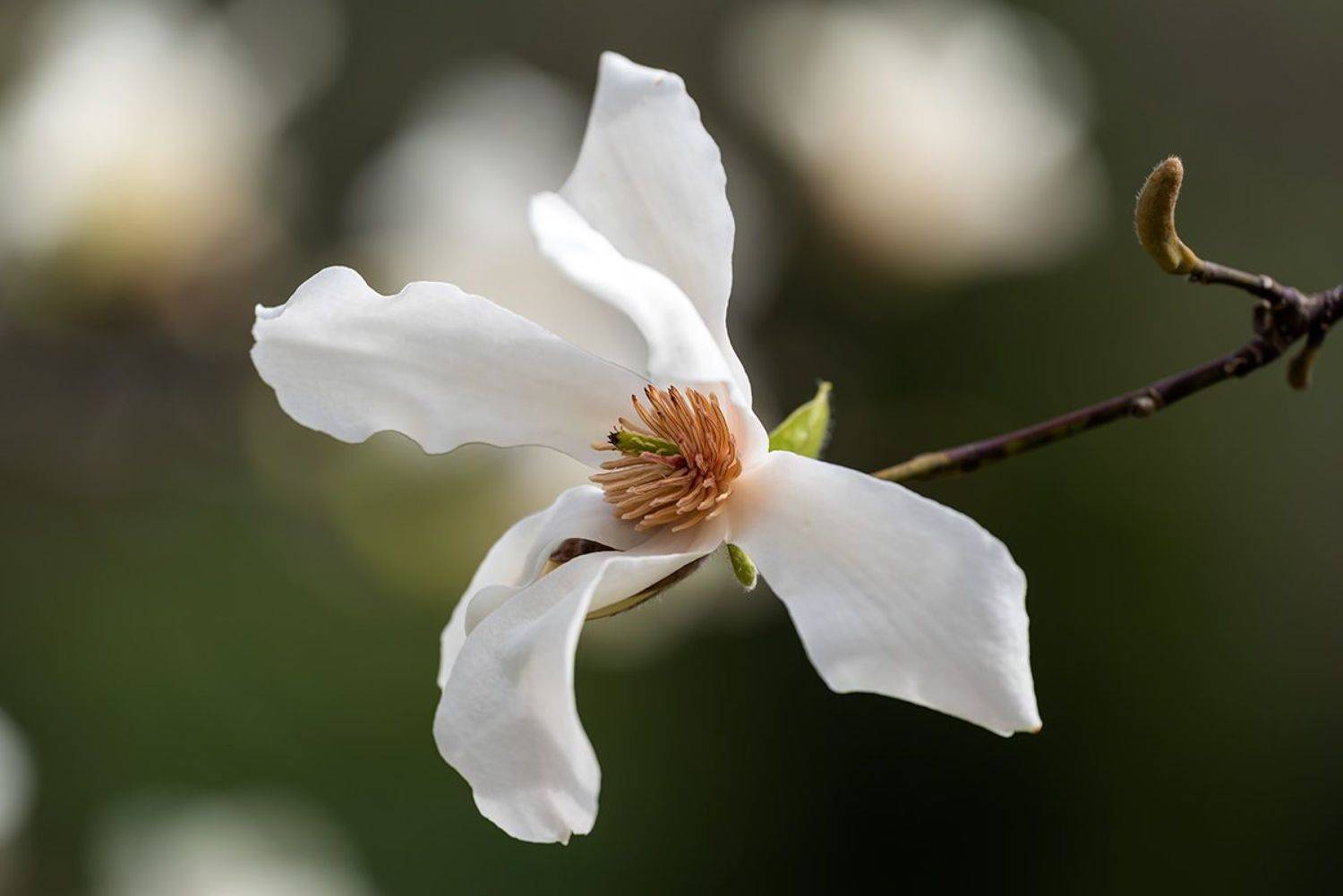 Магнолия Кобус!. Автор: Александр Земляной , Александр Земляной