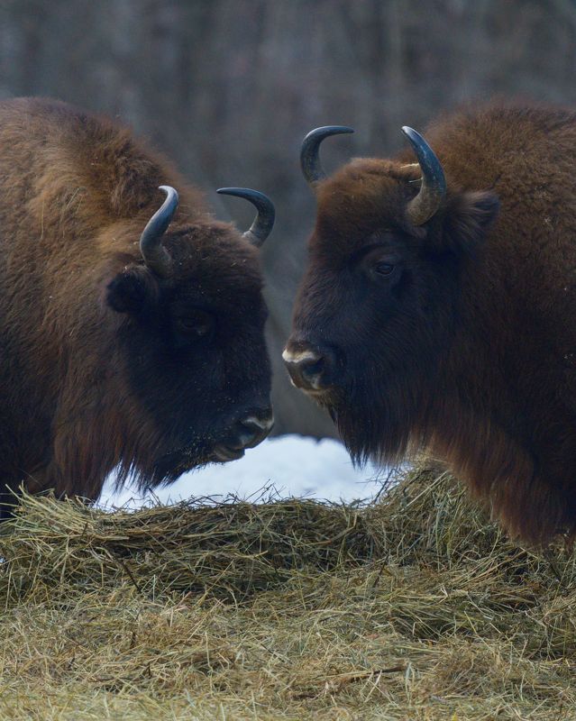 Зубрыphoto preview