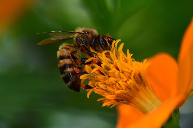 denis moura, mogi das cruzes, brasil, bee Save the beesphoto preview