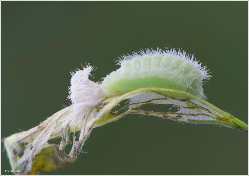 гусеница,голубянка,линька Гуса фото превью