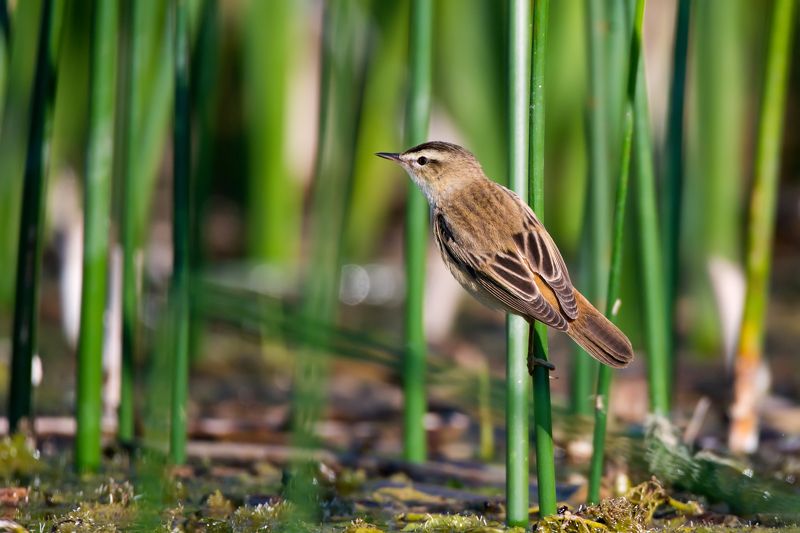Acrocephalus schoenobaenusphoto preview