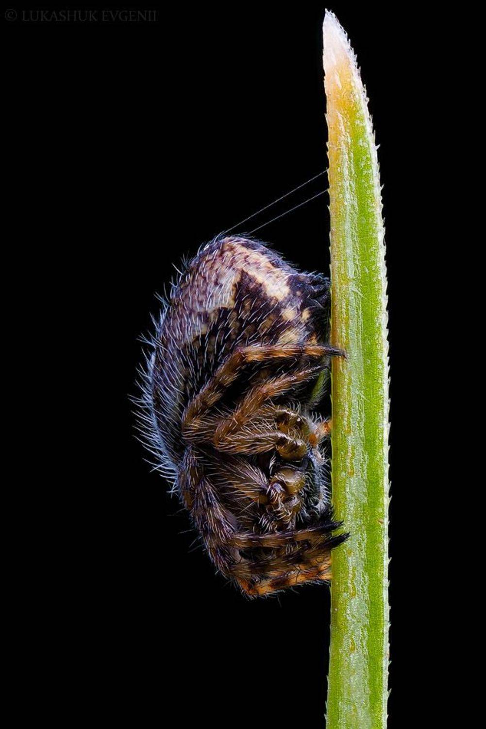 Автор: Евгений Лукашук , Евгений Лукашук