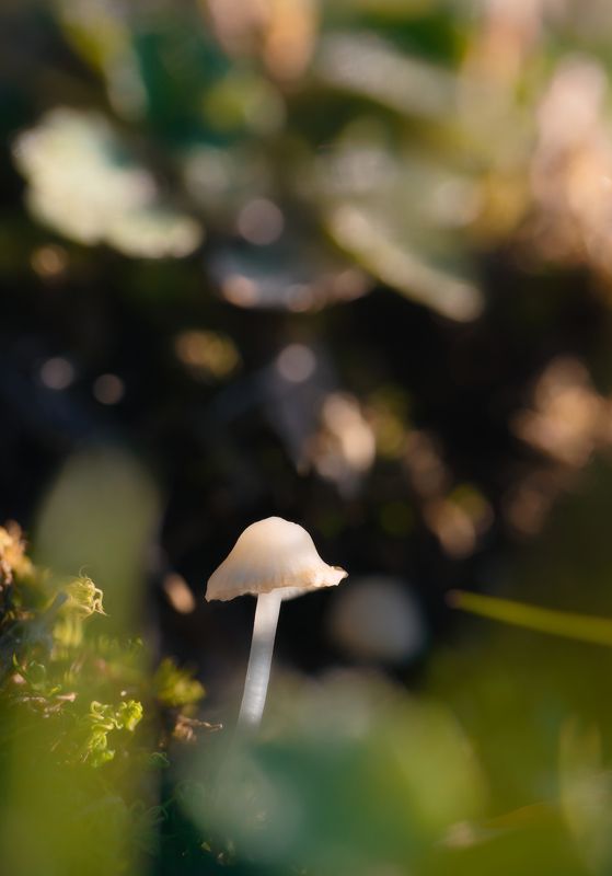 macro mushroom nature fungus fungi bokeh Mushroom and bokehphoto preview