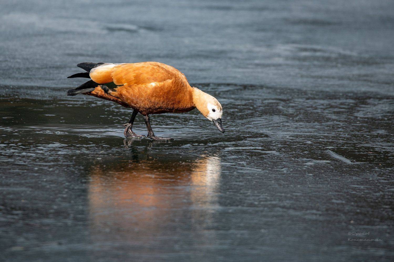 Когда же весна?!. Автор: Дронов Константин огарь, птицы, фотоохота, Дронов Константин