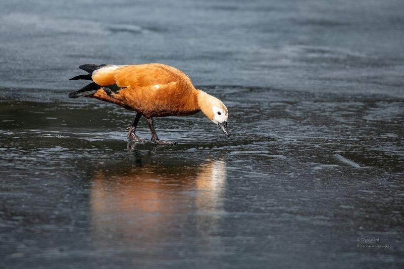 огарь, птицы, фотоохота Когда же весна?!photo preview