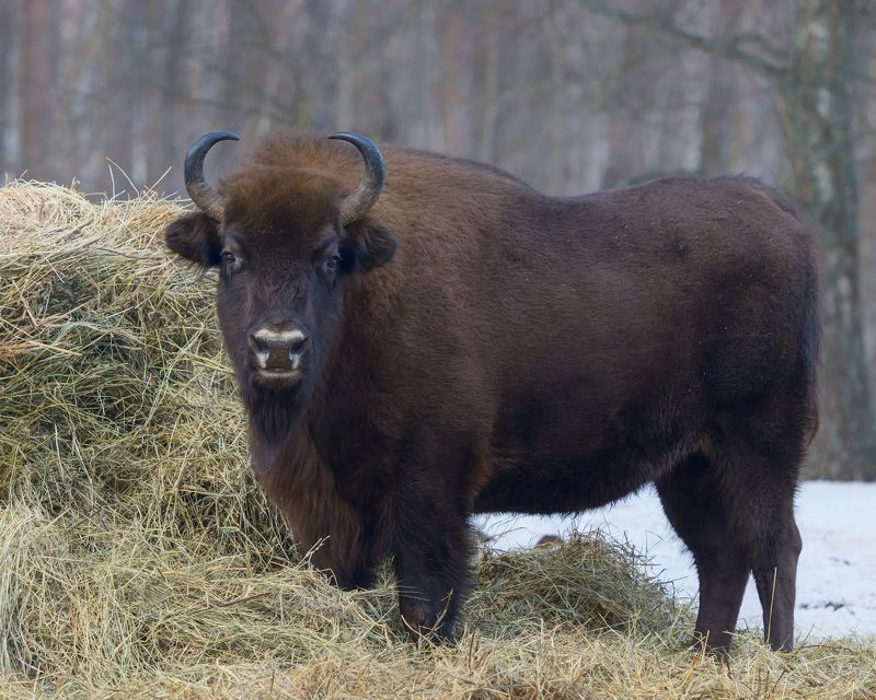 Зубр - мощное животноеphoto preview