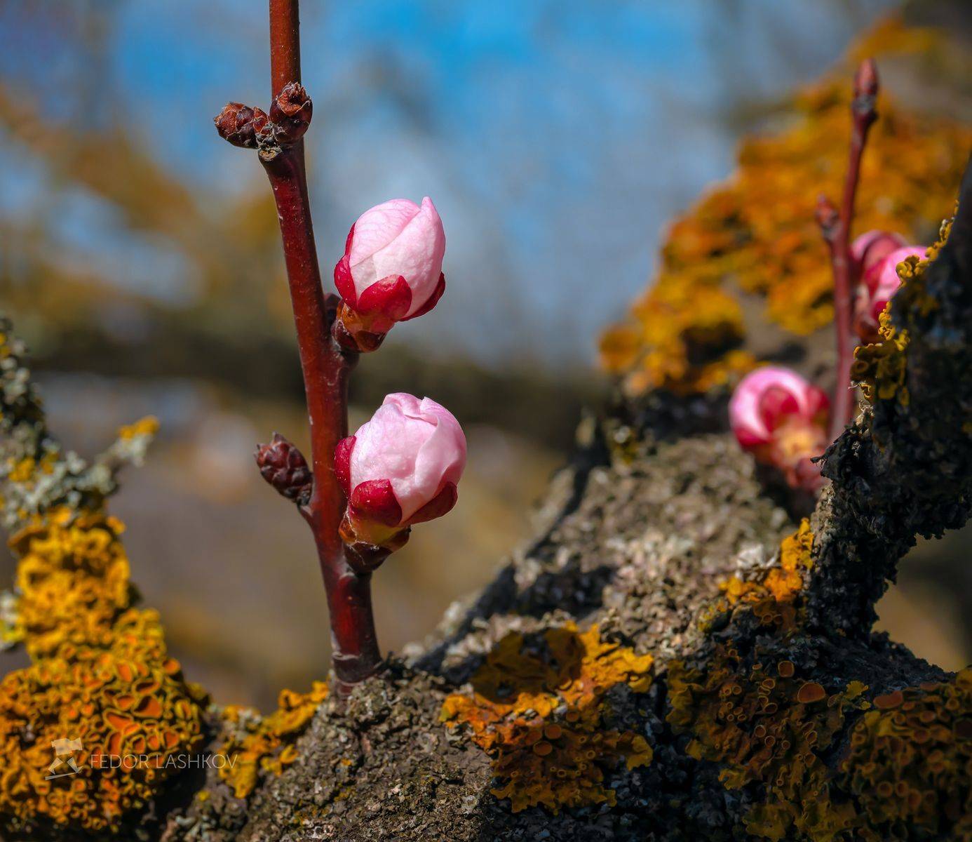 ставропольский край, ставрополье, природа, флора, макро, весенний, весна, март, апрель, цветение дерева, почка, цветковые почки, абрикос, ствол, лишайник,, Лашков Фёдор