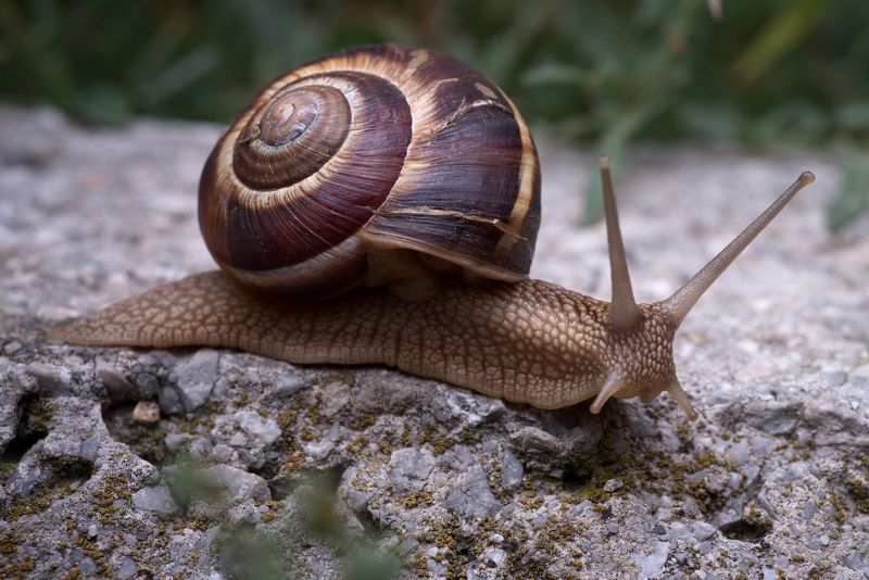 snail macro nature spiral gastropoda helix Take it slowphoto preview