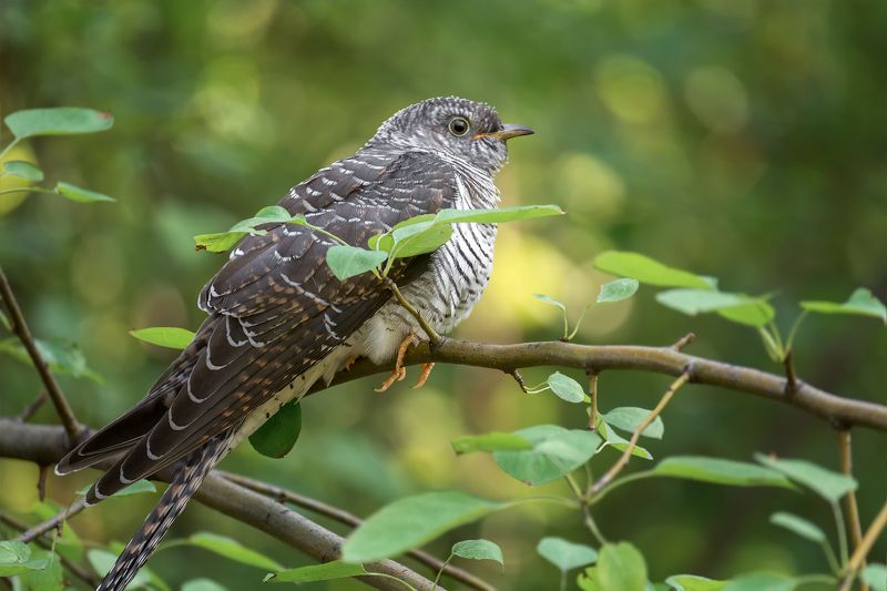 птица, кукушка, кукушка..photo preview
