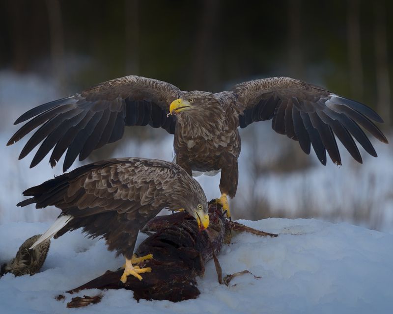 Орланы на обедеphoto preview