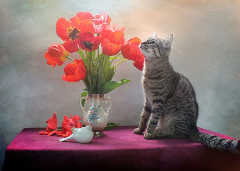 кошки, коты, питомцы, животные, композиция, тюльпаны Коты и тюльпаны - часть 2 :)photo preview