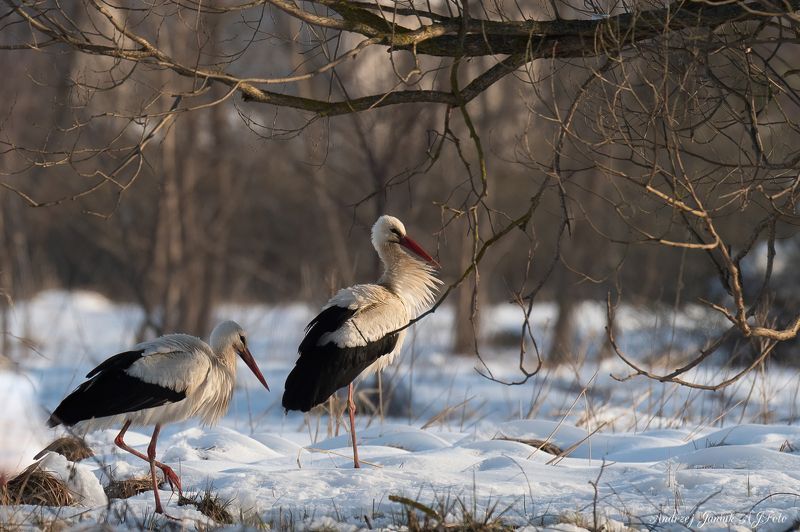 Andrzej Janiuk, AJFoto, sigma sport, Nikon Z6 II photo preview