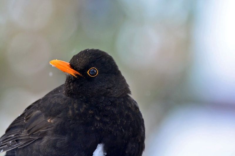 птицы, birds, birdwatching Чёрный дроздphoto preview