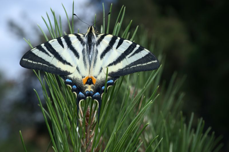 insect macro butterfly nature wildlife fineart art forest pine mountain Woodland wandererphoto preview