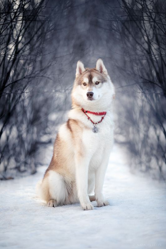 Хаскиphoto preview