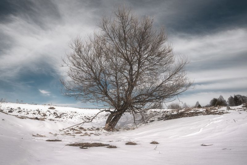 дерево, пейзаж, весна Про деревьяphoto preview