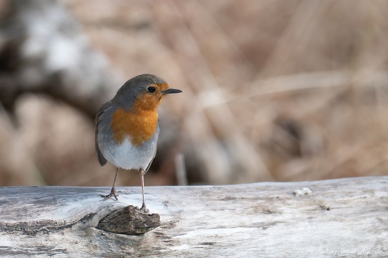 AJFoto rudzikphoto preview