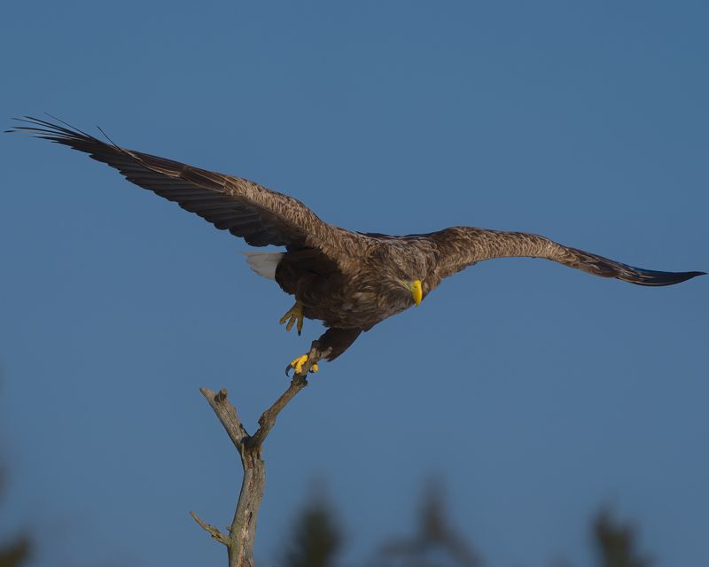 Орланphoto preview