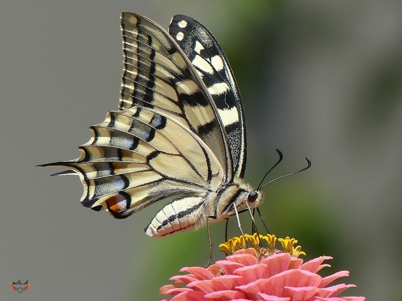 #butterfly #photographylovers #instagram #color #colorful #autumn #nature #background #paint #art #love #lovely #500px #photography #photographer #picoftheday #photooftheday #macro #macrophotography #lumixfz300 #mobilephotography #hubs_united #closeup #na butterflyphoto preview