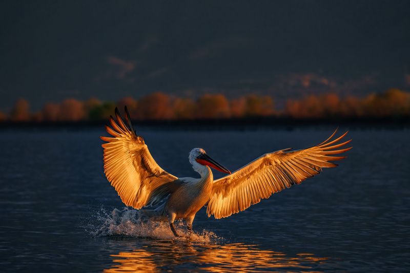 Dalmatian pelican...photo preview