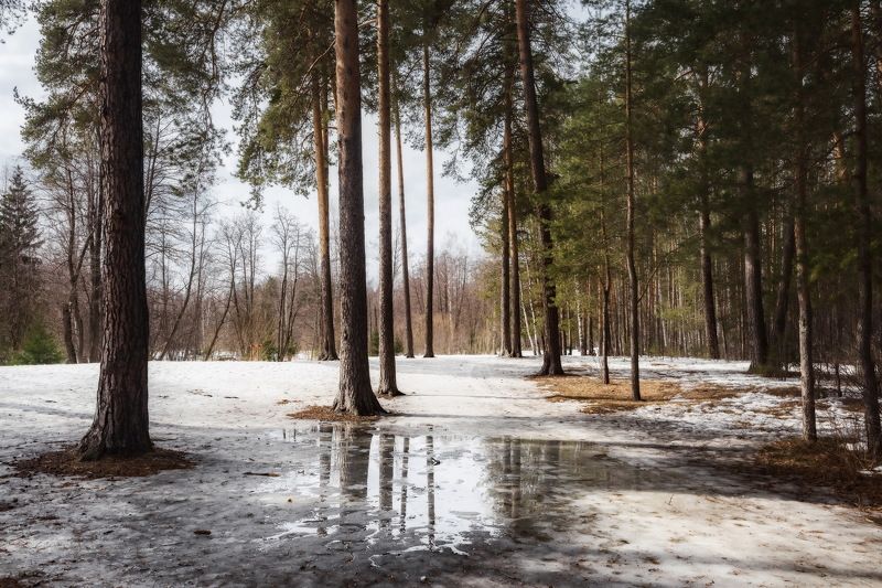 половодье, весна, лес, проталины Весенний лесphoto preview