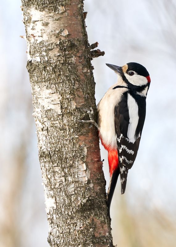 птицы, дятел, весна Большой пёстрый дятелphoto preview