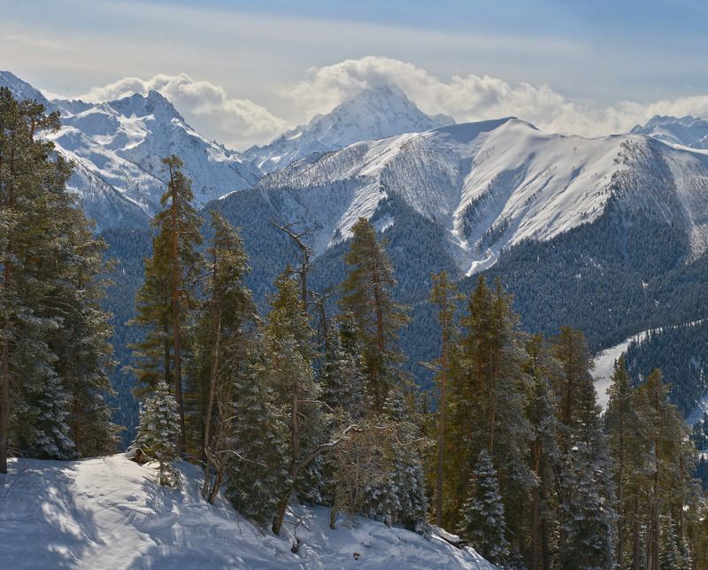 кавкакз, архыз, сосны и горы Сосны и Кавказphoto preview