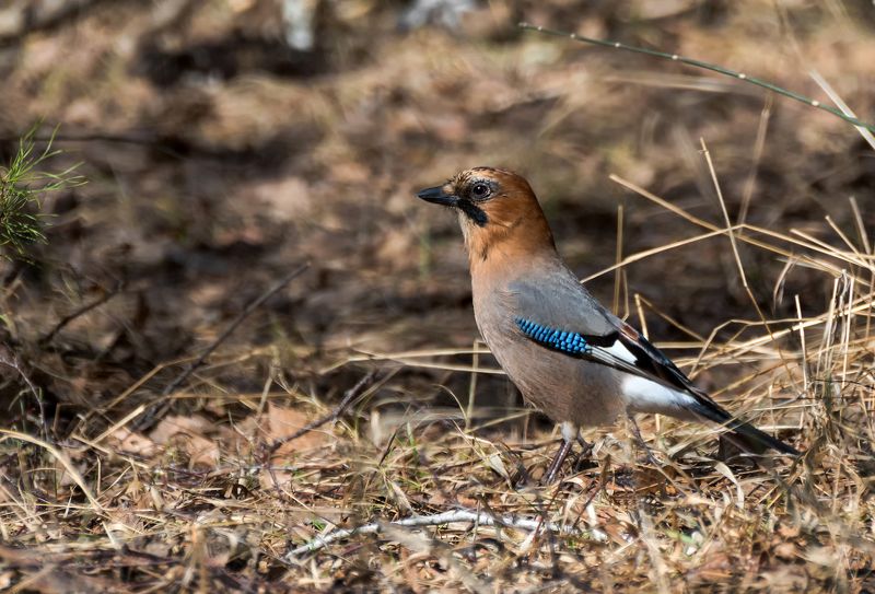 птица, сойка, сойка.. фото превью