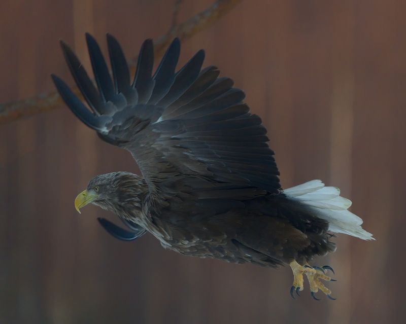 Орланphoto preview