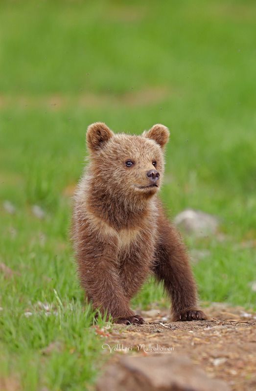 Ну и где этот фотограф, с обещанным мёдом? фото превью