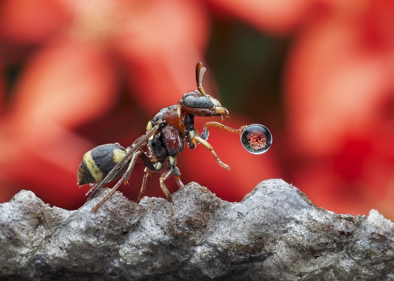 #macro#wasp#waterbubble#reflection#colors Wasp Playing Water Bubblephoto preview
