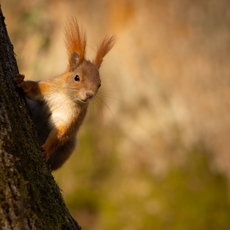 Squirrelphoto preview