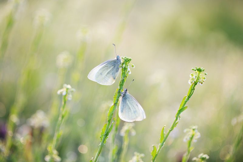 бабочки, утро, весна, Пробуждениеphoto preview