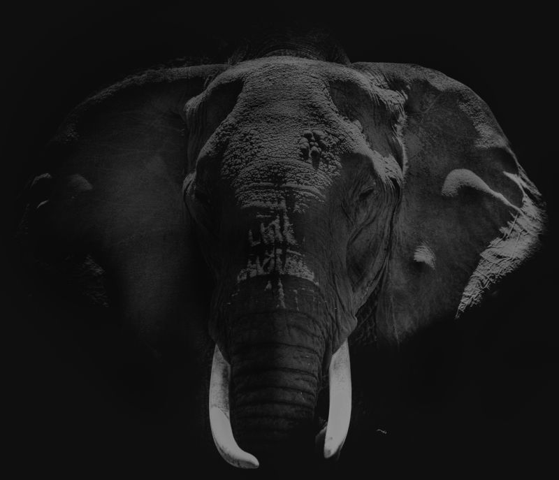 elephant, africa, safari, animal, mammals, black and white Portrait of an elephantphoto preview