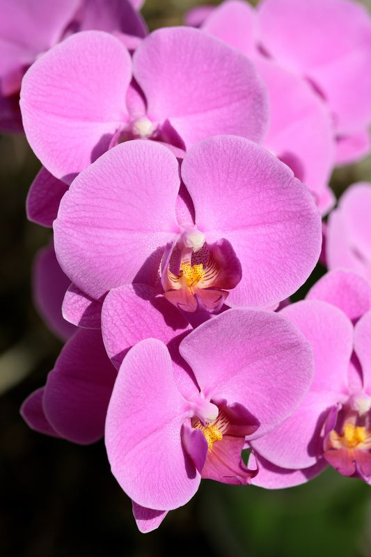 цветок, фаленопсис, орхидея Фаленопсис гибридныйphoto preview