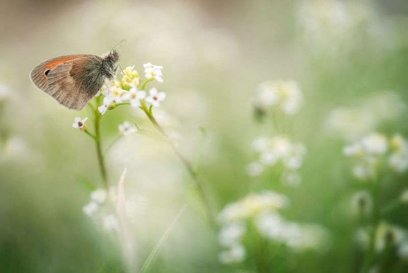 insect macro butterfly nature wildlife fineart art minimal Sea of flowersphoto preview