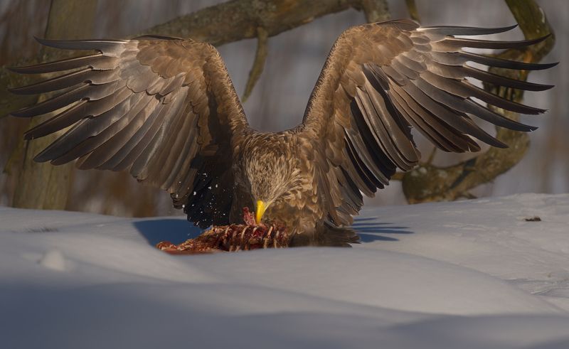 Орланphoto preview