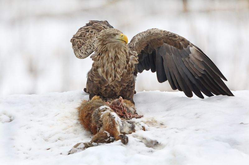 Орлан и жертва.photo preview