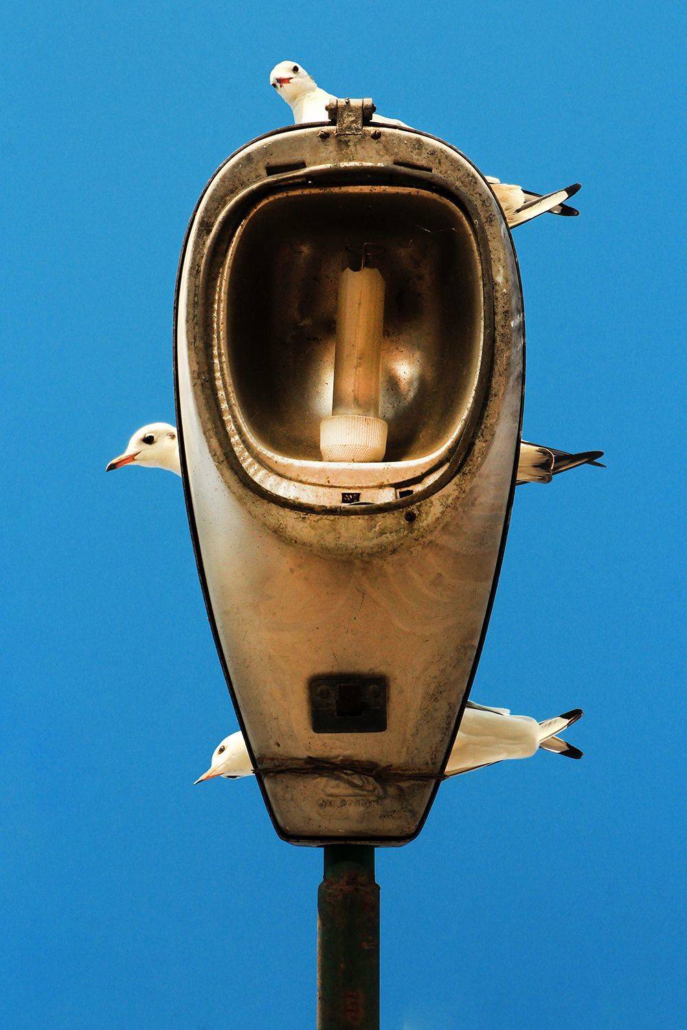 #street #streetphotography #birds #bird, hasan jouri