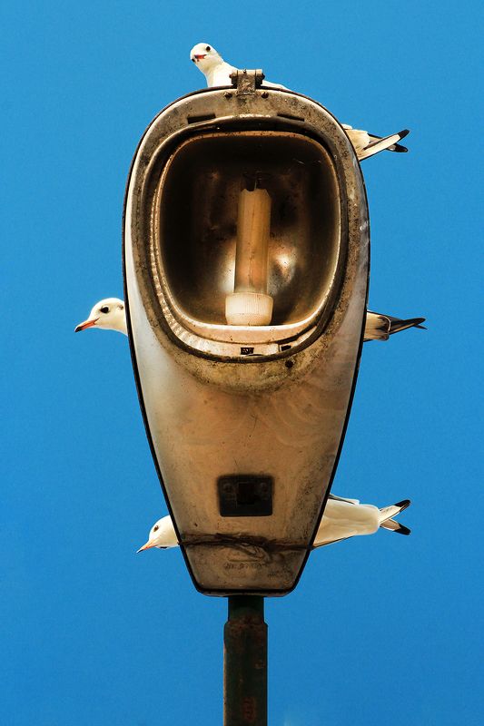 #street #streetphotography #birds #bird Friendsphoto preview