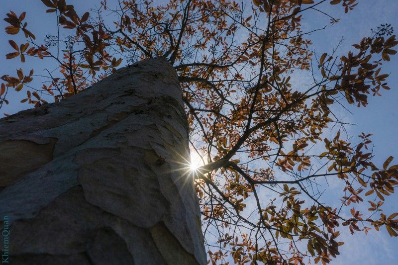 #light ray Autumn Color Ironphoto preview