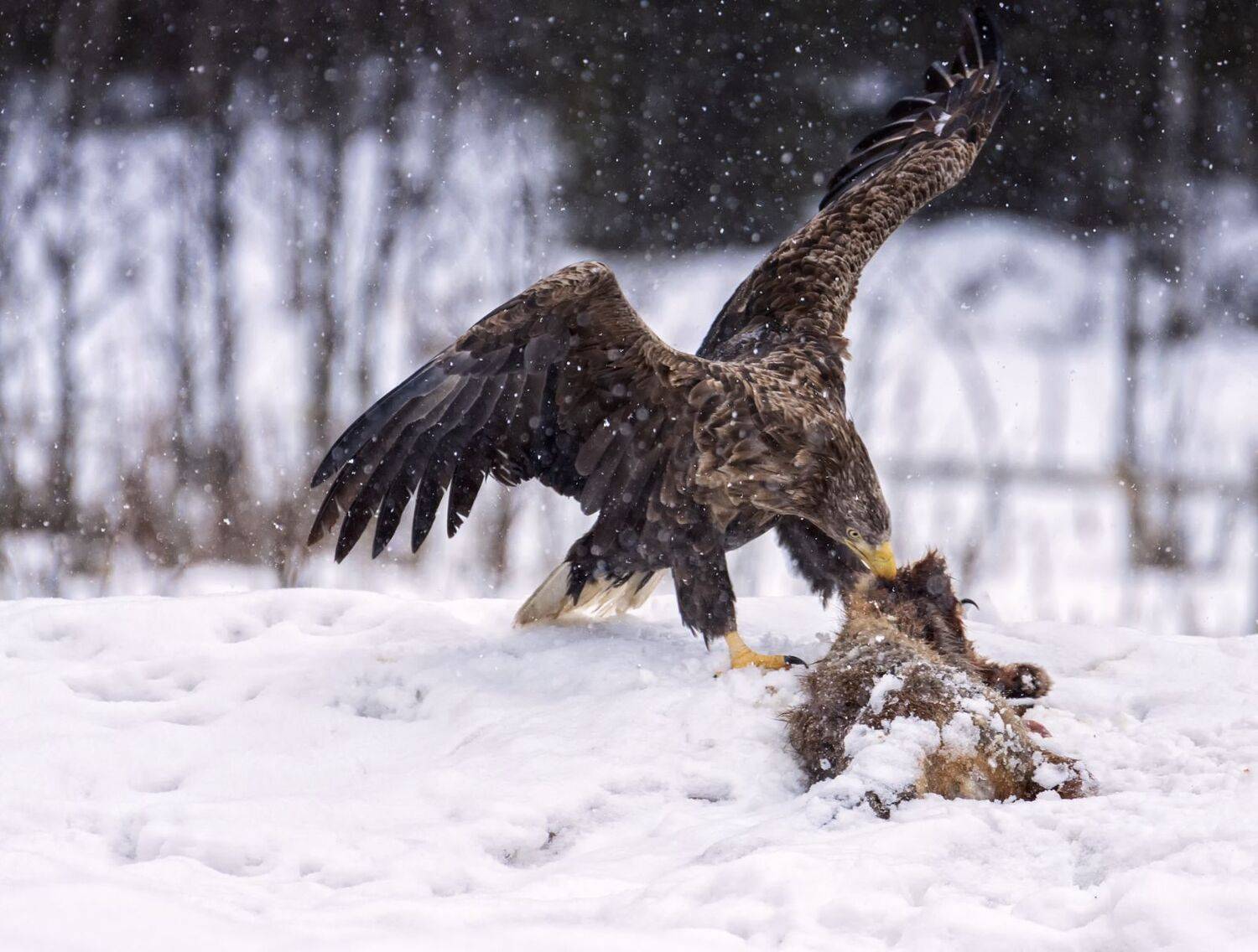 Трапеза орлана.. Автор: Анатолий Салтыков орлан-белохвост, удачная фотоохота., Анатолий Салтыков