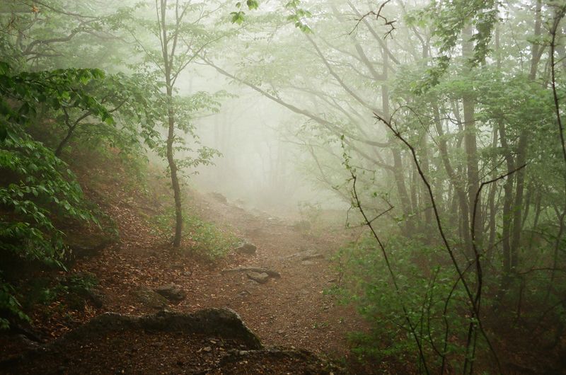 пленка 135мм, пейзаж, природа, крым, демерджи, film, landscape, nature, 135mm, film 135mm Demerdzhi Plateauphoto preview