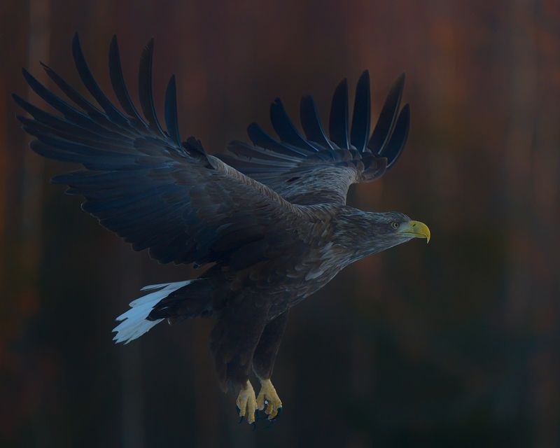 Орланphoto preview