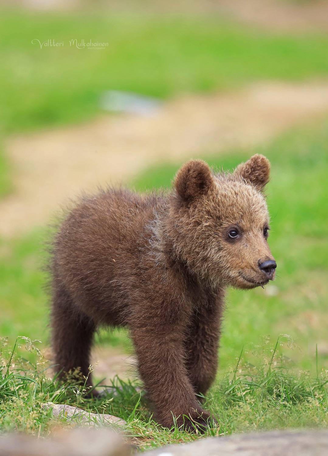 , Mulkahainen Valtteri