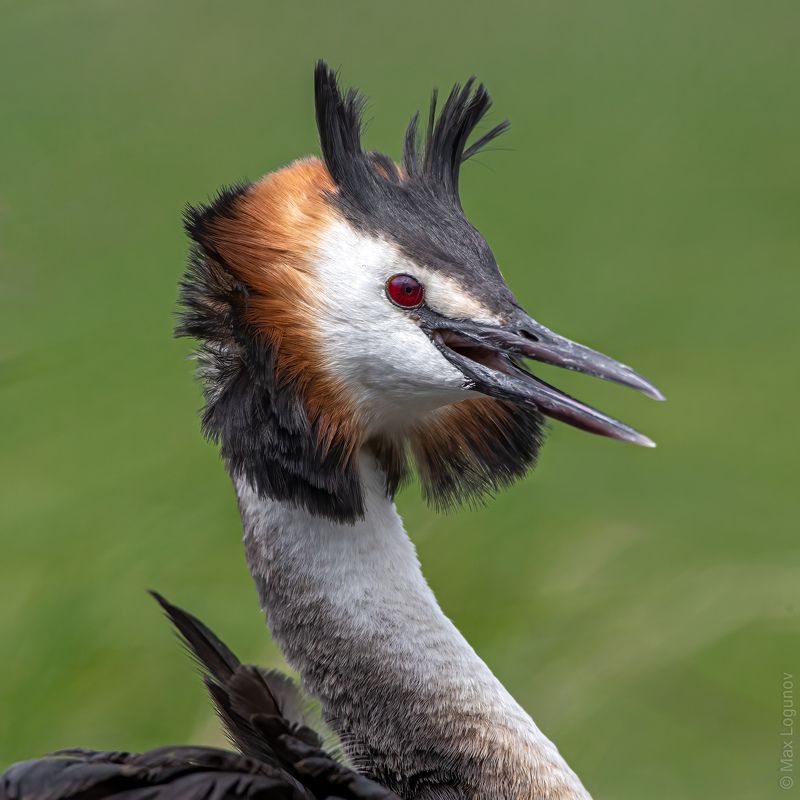 Портрет большой поганкиphoto preview