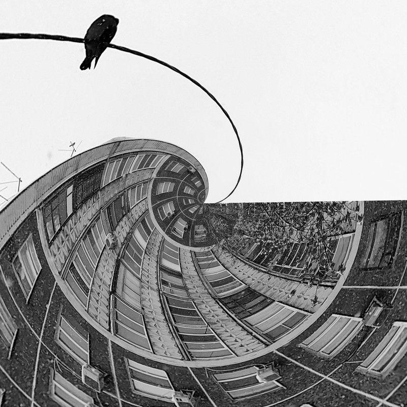 bird, abstract, abstraction, b&w, art, minimalism. The mainphoto preview